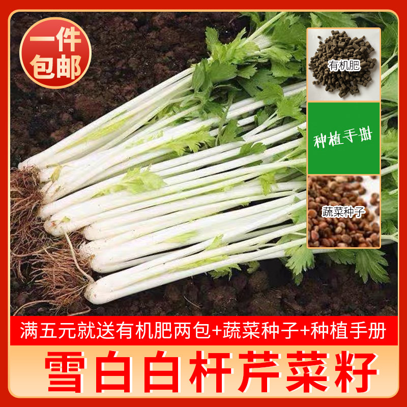 种都宏程雪白春秋冬四季芹菜籽