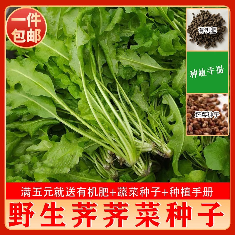野生荠荠菜阳台盆栽冬季种子