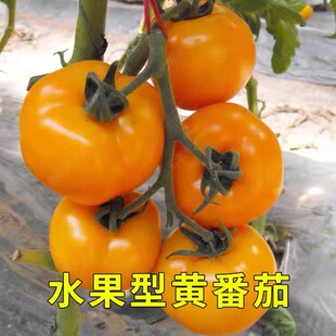 荷兰黄色水果番茄种子大黄西红柿种籽春夏秋冬四季阳台盆栽洋柿子