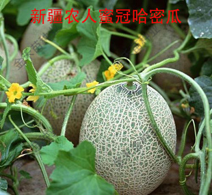 西州麻皮密网哈密瓜种子高糖洋香瓜春季秋冬四季播种甜瓜籽包邮