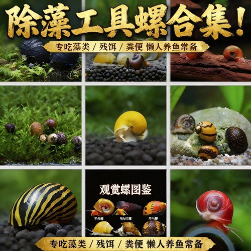 苹果螺迷你除藻除苔清残