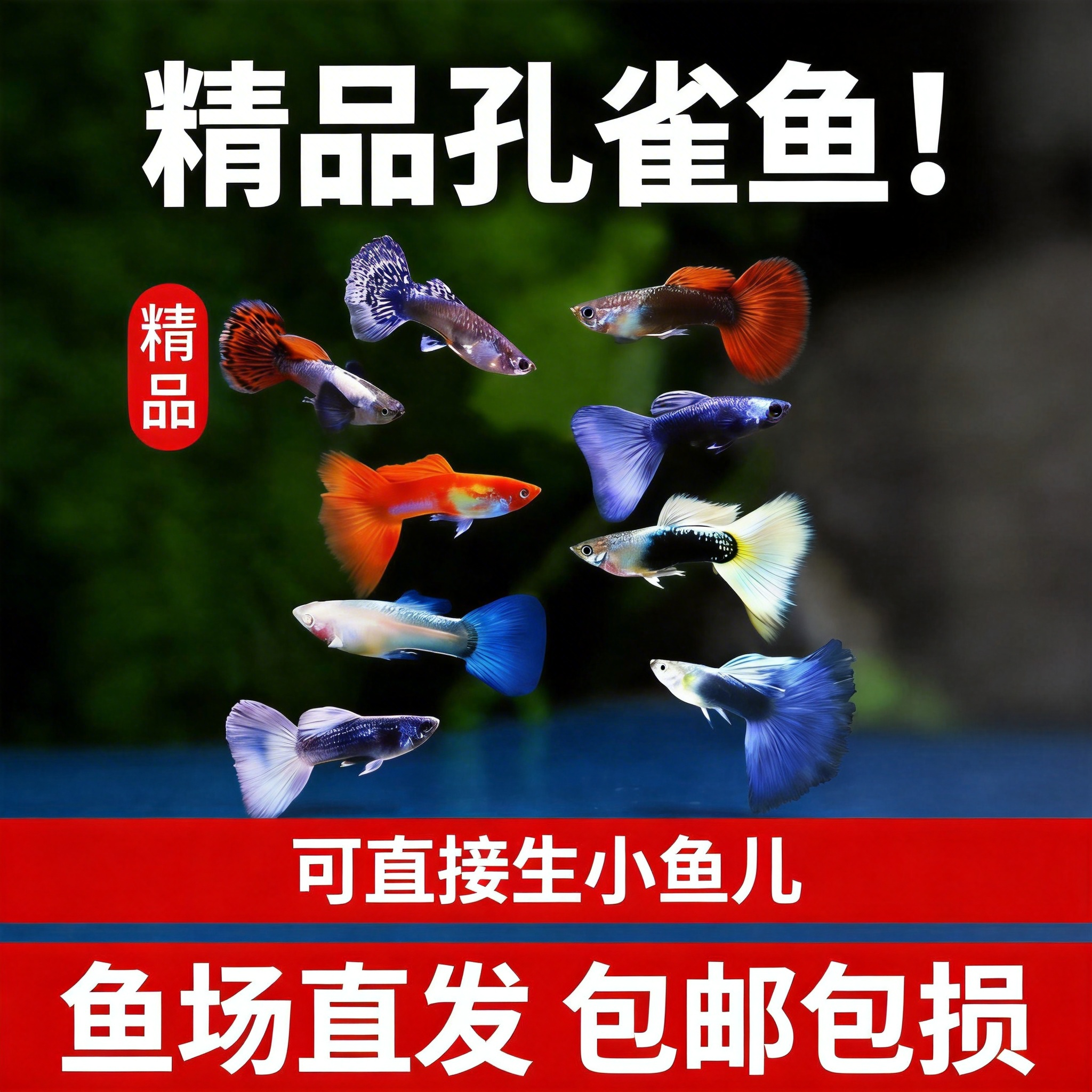 精品孔雀鱼热带纯种活鱼苗淡水小型好养易观赏鱼胎生凤尾鱼灯科鱼