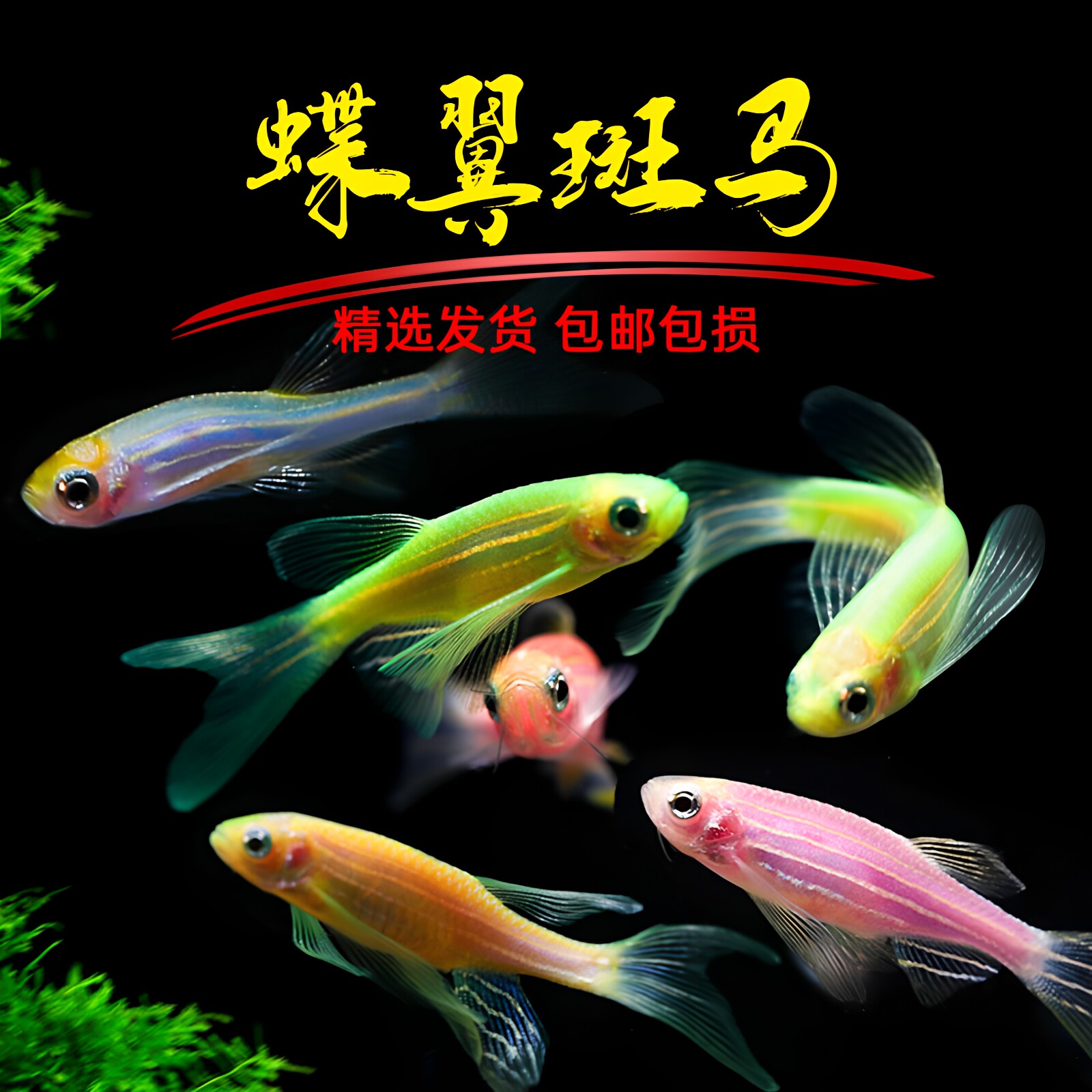 观赏鱼小型热带鱼大帆蝶翼长尾斑马鱼冷水鱼练手活体鱼苗荧光翡翠