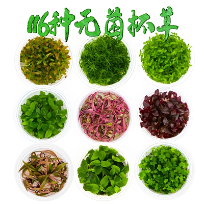 鱼缸真草后景牛毛水榕净水
