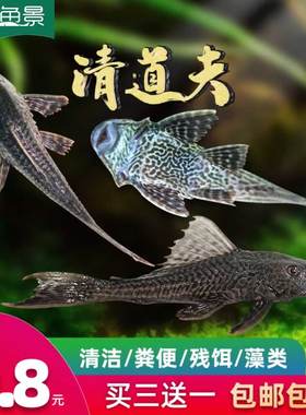 清道夫鱼缸清洁工鱼观赏热带淡水冷水专吃屎垃圾粪便清理藻类残饵