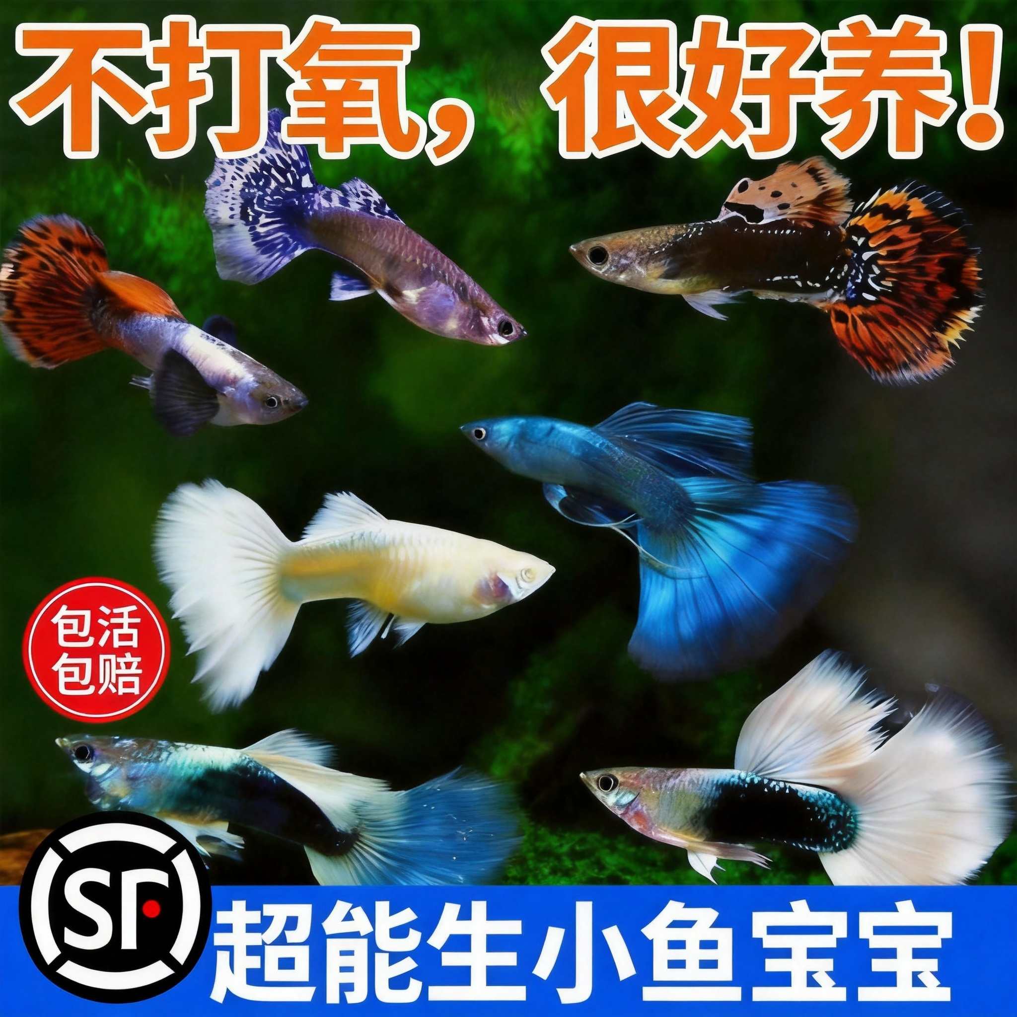 好养耐活热带观赏鱼斑马鱼孔雀鱼红绿灯鱼淡水金鱼苗小型灯科小鱼