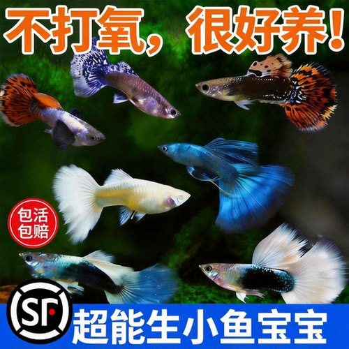 好养耐活热带淡水小型观赏鱼苗