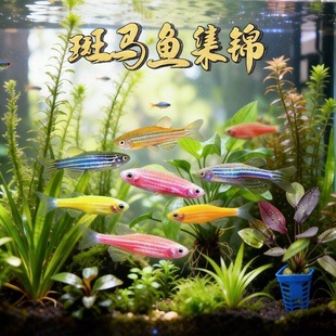 斑马鱼活体红蓝蝶翼好养金鱼冷水大号七彩荧光淡水小型热带观赏鱼
