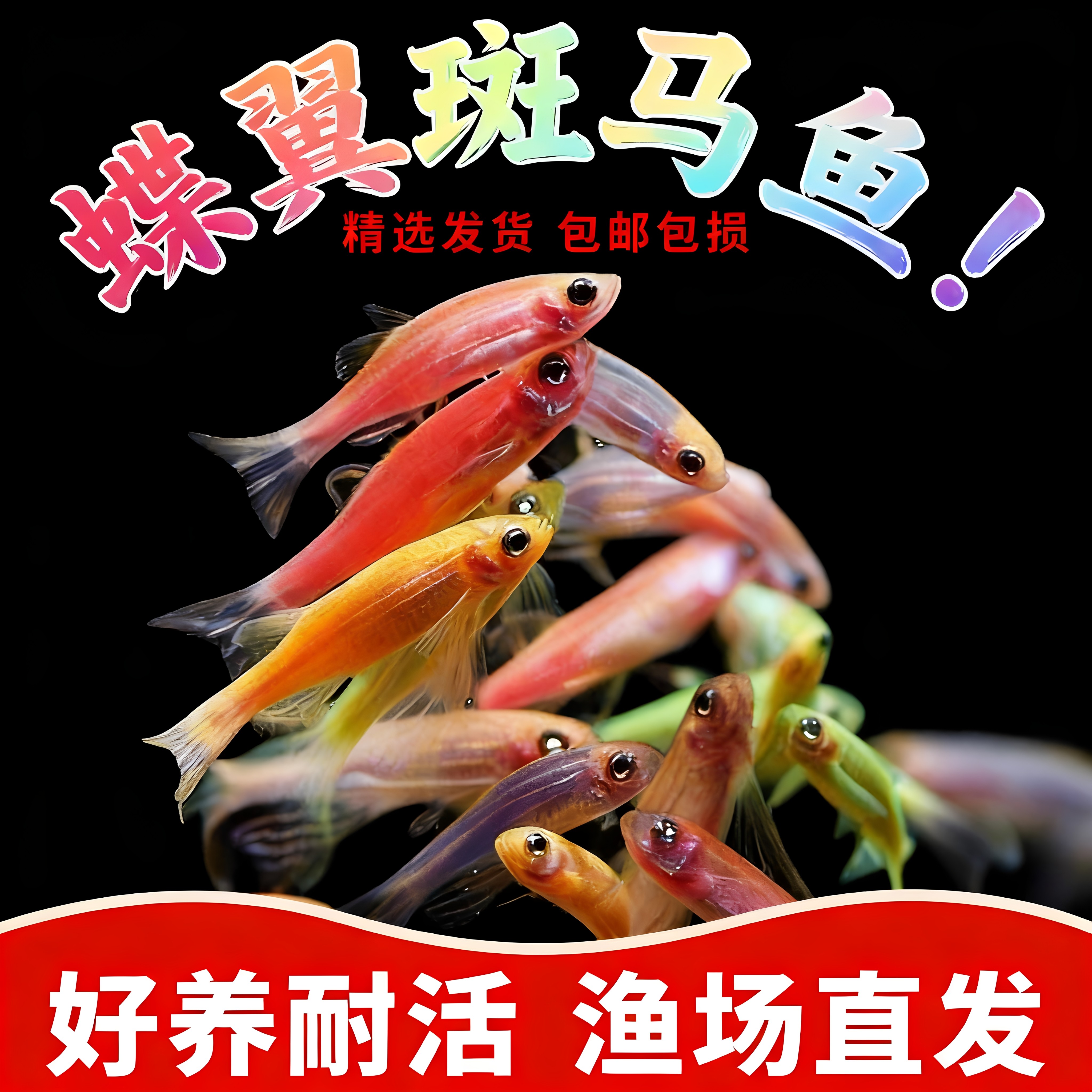 蝶翼斑马鱼长尾荧光糖果小型热带淡水观赏鱼活体鱼苗冷水彩色小鱼
