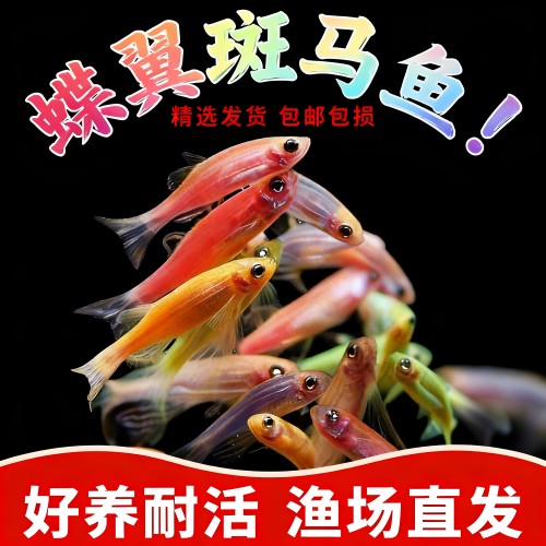 蝶翼斑马鱼长尾荧光活体鱼苗