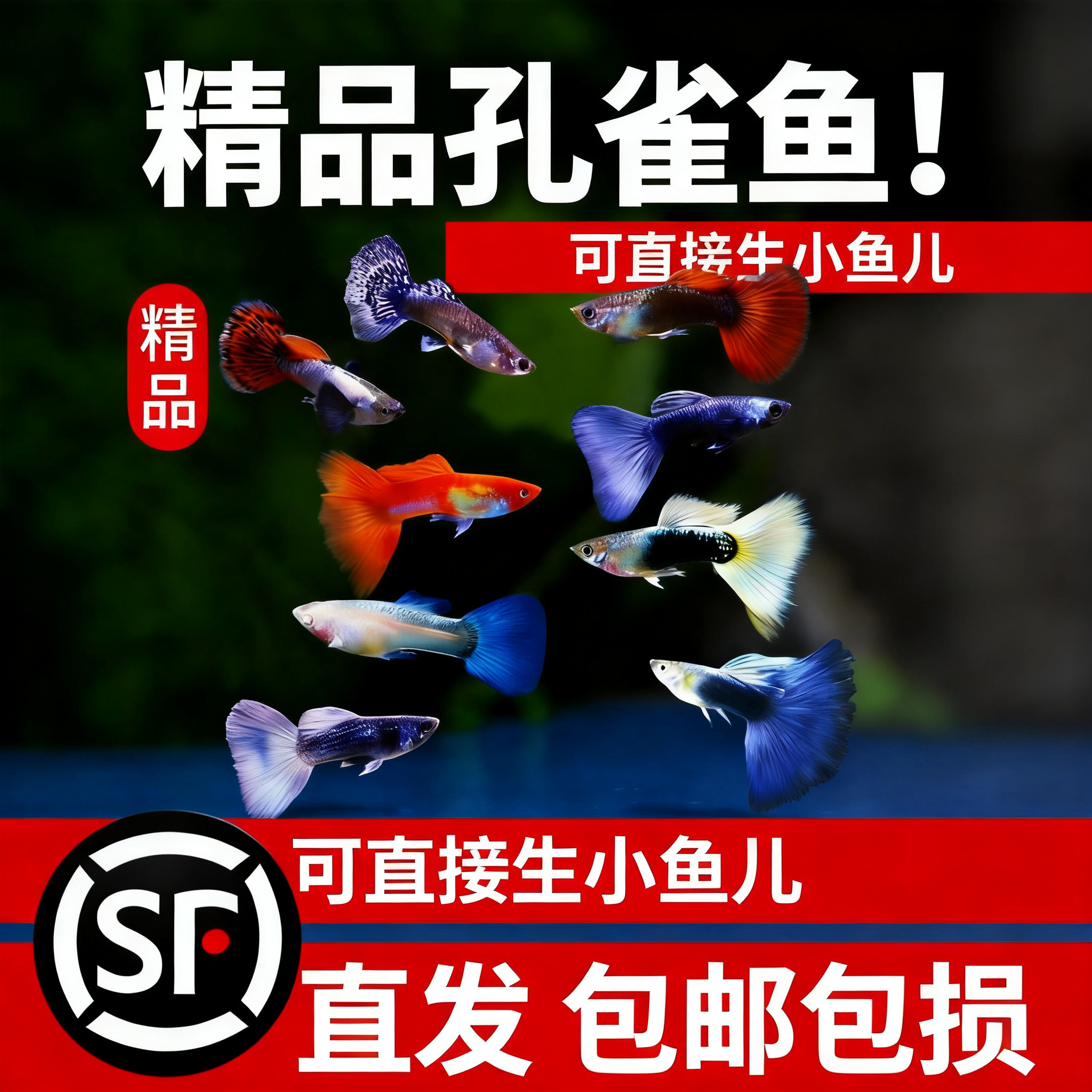 精品孔雀鱼热带纯种活鱼苗淡水小型好养易观赏鱼胎生凤尾鱼灯科鱼