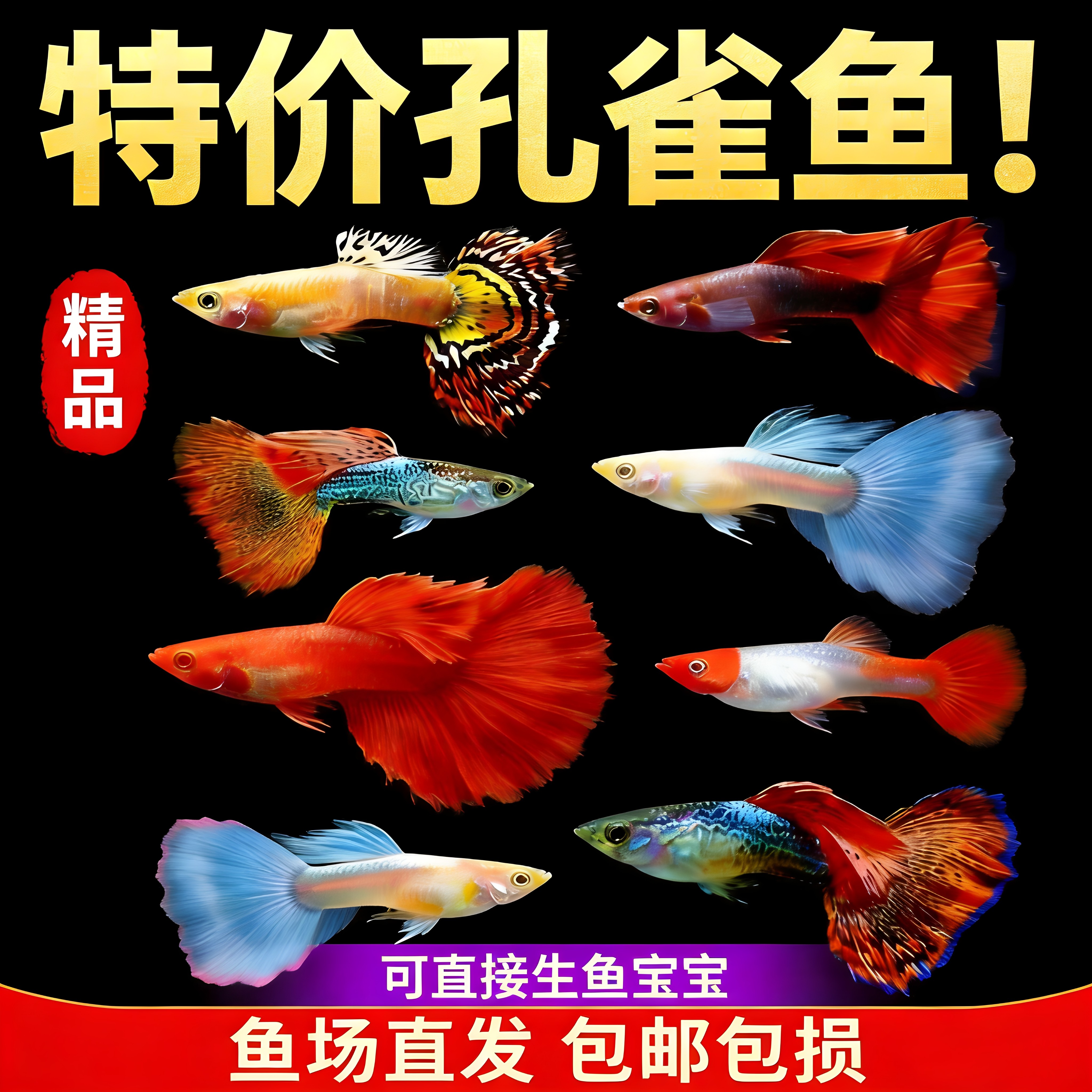 孔雀鱼纯种观赏鱼小型淡水好养热带鱼活体清道夫斑马金鱼小鱼鱼苗
