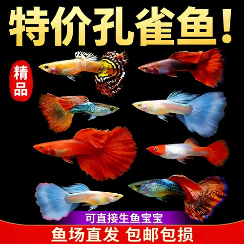纯种观赏热带淡水好养活体小鱼