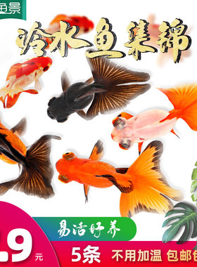 小金鱼活鱼锦鲤淡水活体草金好养耐活冷水小型观赏蝴蝶鲤兰寿鱼苗