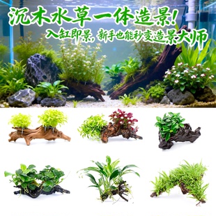 沉木水榕水草植物鱼缸造景装 饰活体懒人莫斯阴性增氧净水椰壳屋