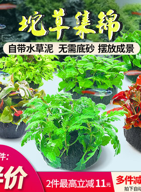 鱼缸水草坨草植物活体增氧淡水新手懒人水榕造景水培水草无需底砂