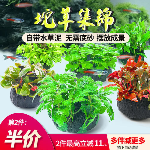 鱼缸水草坨草植物活体水培无需