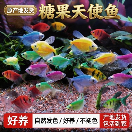 观赏鱼活体好养耐活热带淡水