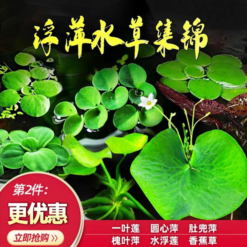 鱼缸浮萍水草活体植物四季浮性除NO3净化水质微景观增氧水草浮萍,宠物/宠物食品及用品,水草,淘宝优惠券,粉丝福利购,淘宝优惠卷