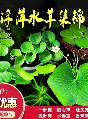 鱼缸浮萍水草活体植物四季浮性除NO3净化水质微景观增氧水草浮萍