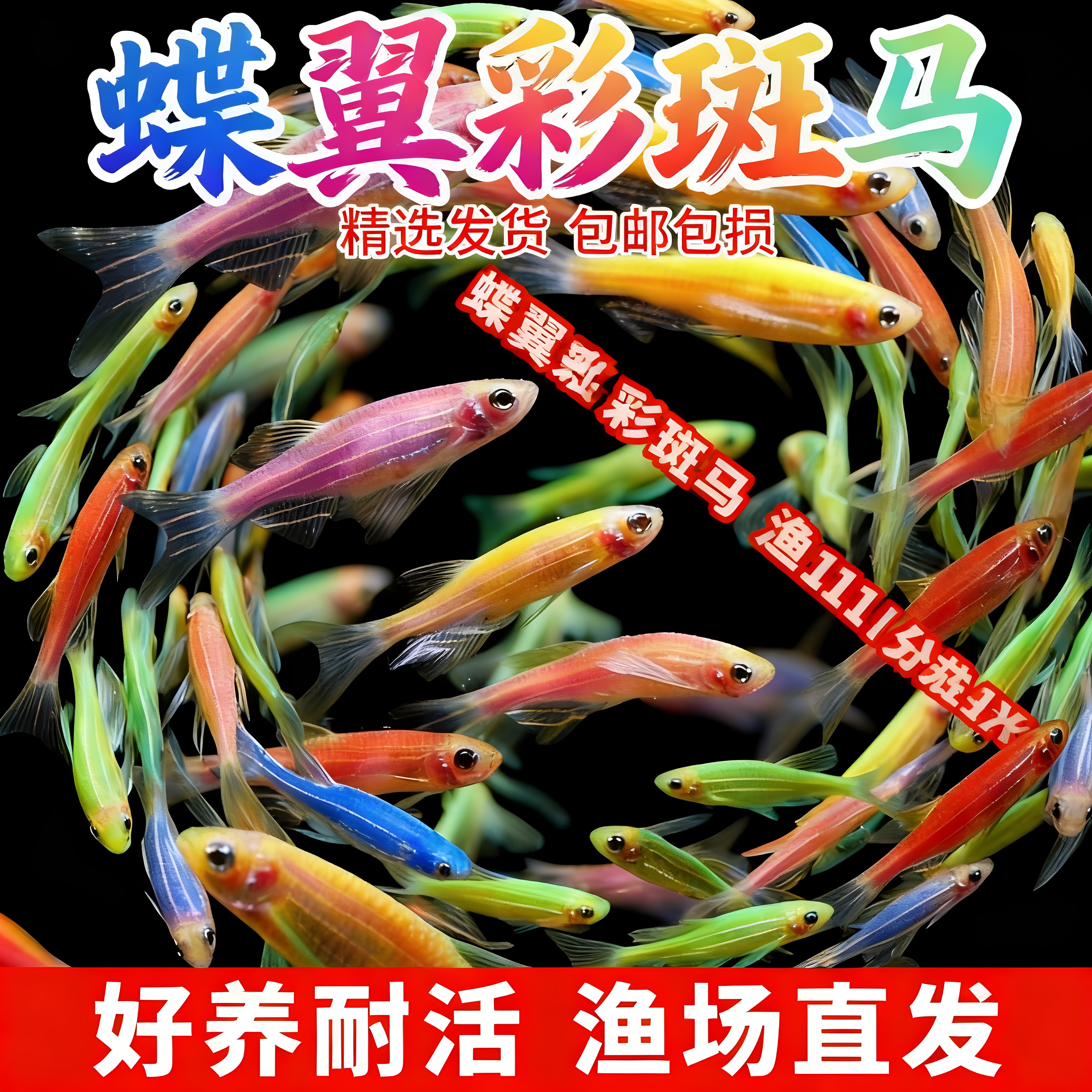 蝶翼斑马鱼高帆长鳍长尾 稀有观赏小型热带鱼活体灯科鱼群鱼热带