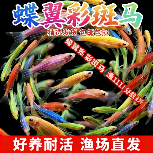 稀有观赏蝶翼斑马鱼活体灯科
