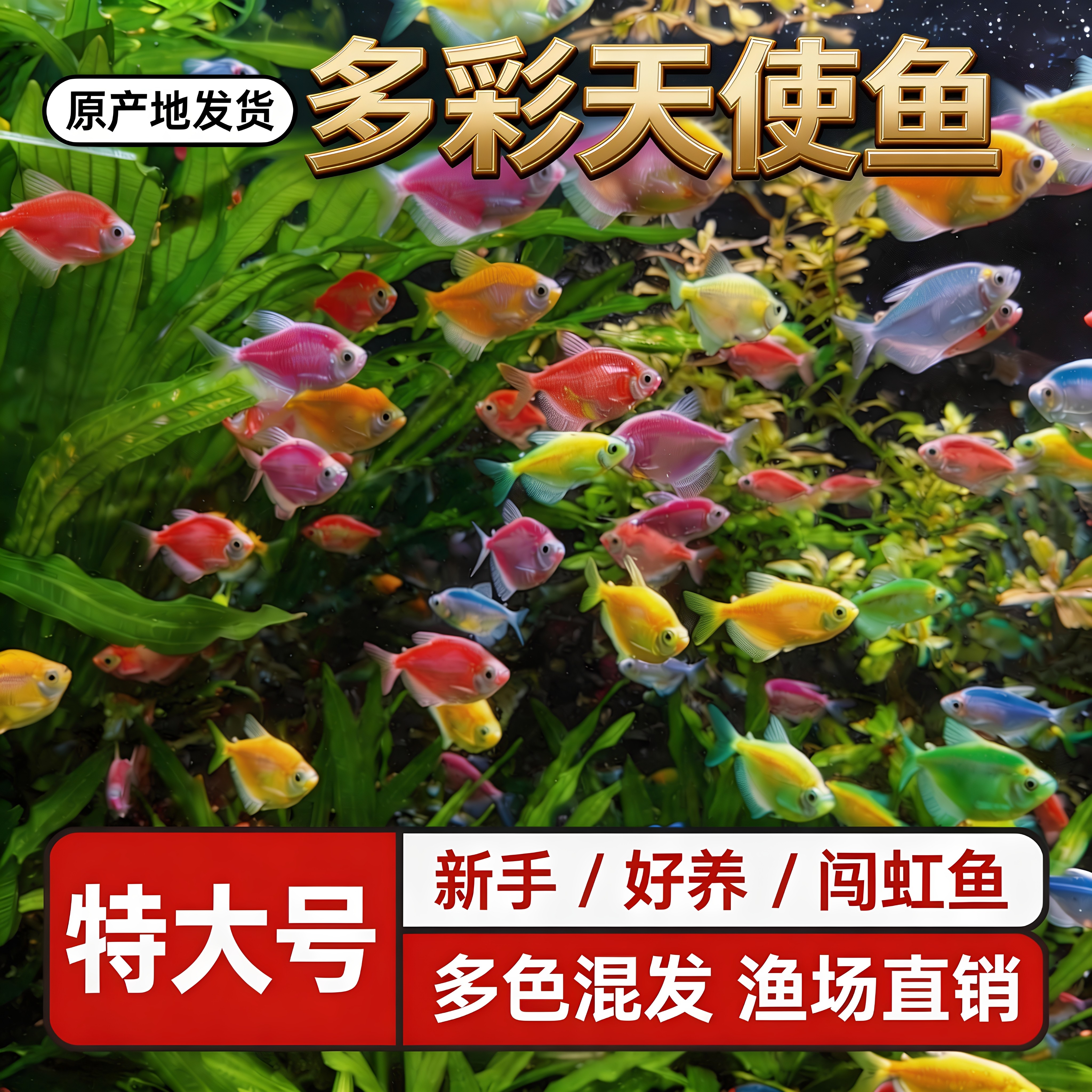 天使鱼观赏鱼耐活鱼热带鱼不打氧易存活小鱼苗自来水可养宠物纯种