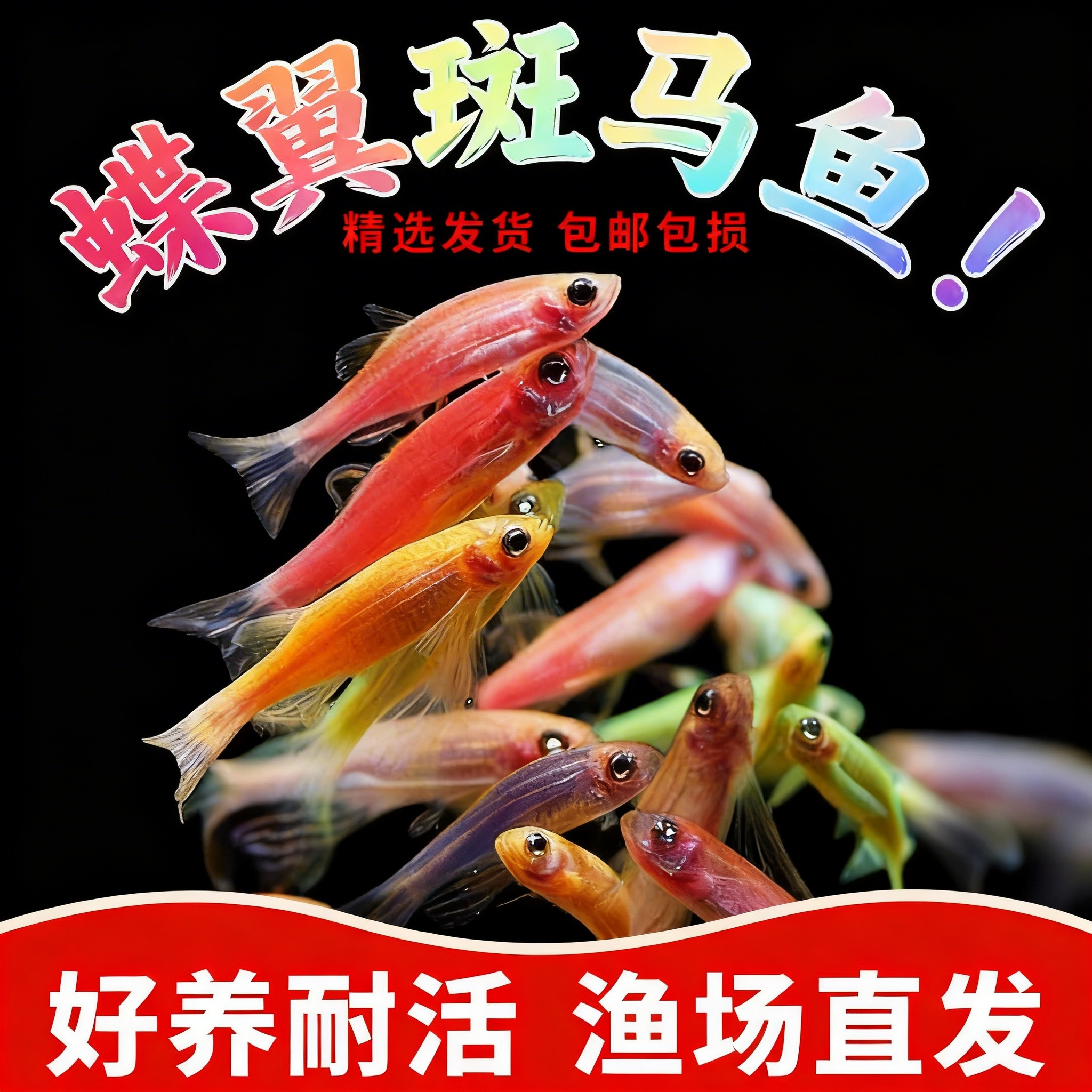 蝶翼斑马鱼长尾荧光糖果小型热带淡水观赏鱼活体鱼苗冷水彩色小鱼