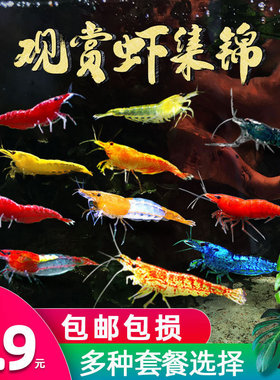 观赏活体水晶宠物樱花极火淡水大和黑壳草缸鲜活除藻工具米虾苗螺