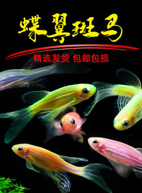 观赏鱼小型热带鱼大帆蝶翼长尾斑马鱼冷水鱼练手活体鱼苗荧光翡翠
