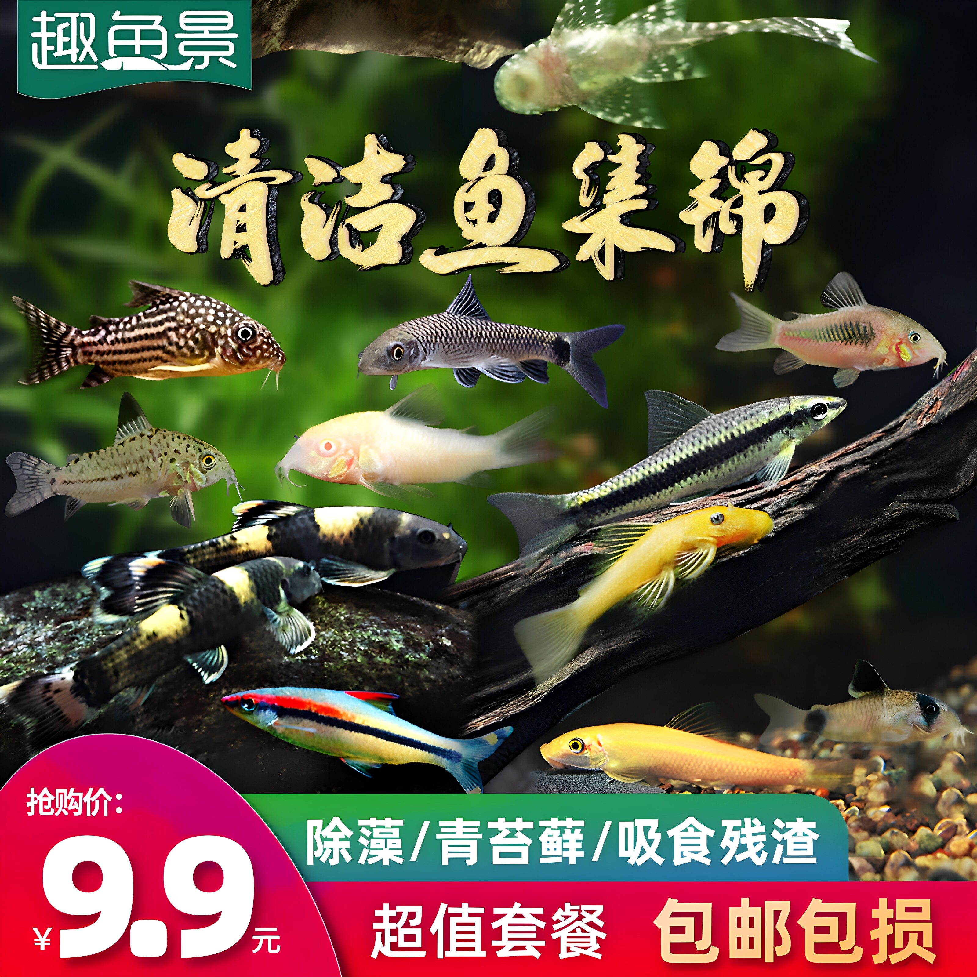 热带观赏除藻工具淡水鱼苗翻沙鼠清道夫珍珠熊猫鼠一眉老虎小精灵