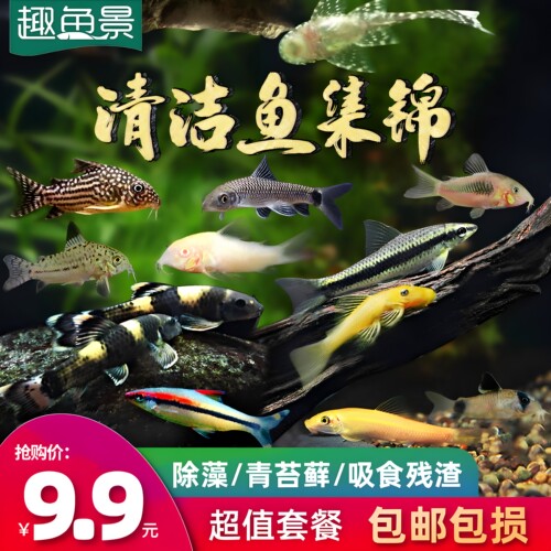 除藻工具淡水鱼鱼苗观赏鱼