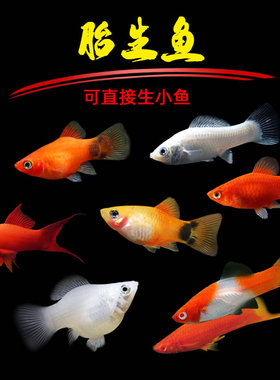胎生鱼金银黑皮球玛丽鱼热带观赏鱼月光鱼孕母临产小型宠物活体鱼