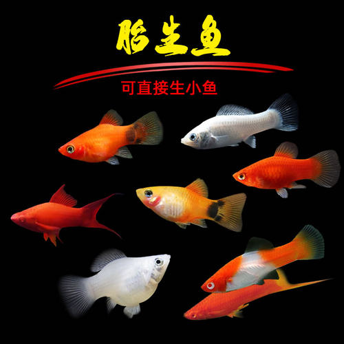 胎生包邮玛丽热带观赏小型活鱼