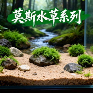 鱼缸莫斯陶罐水草造景真植物鱼虾躲避罐虾屋小摆件小鱼繁殖躲避屋