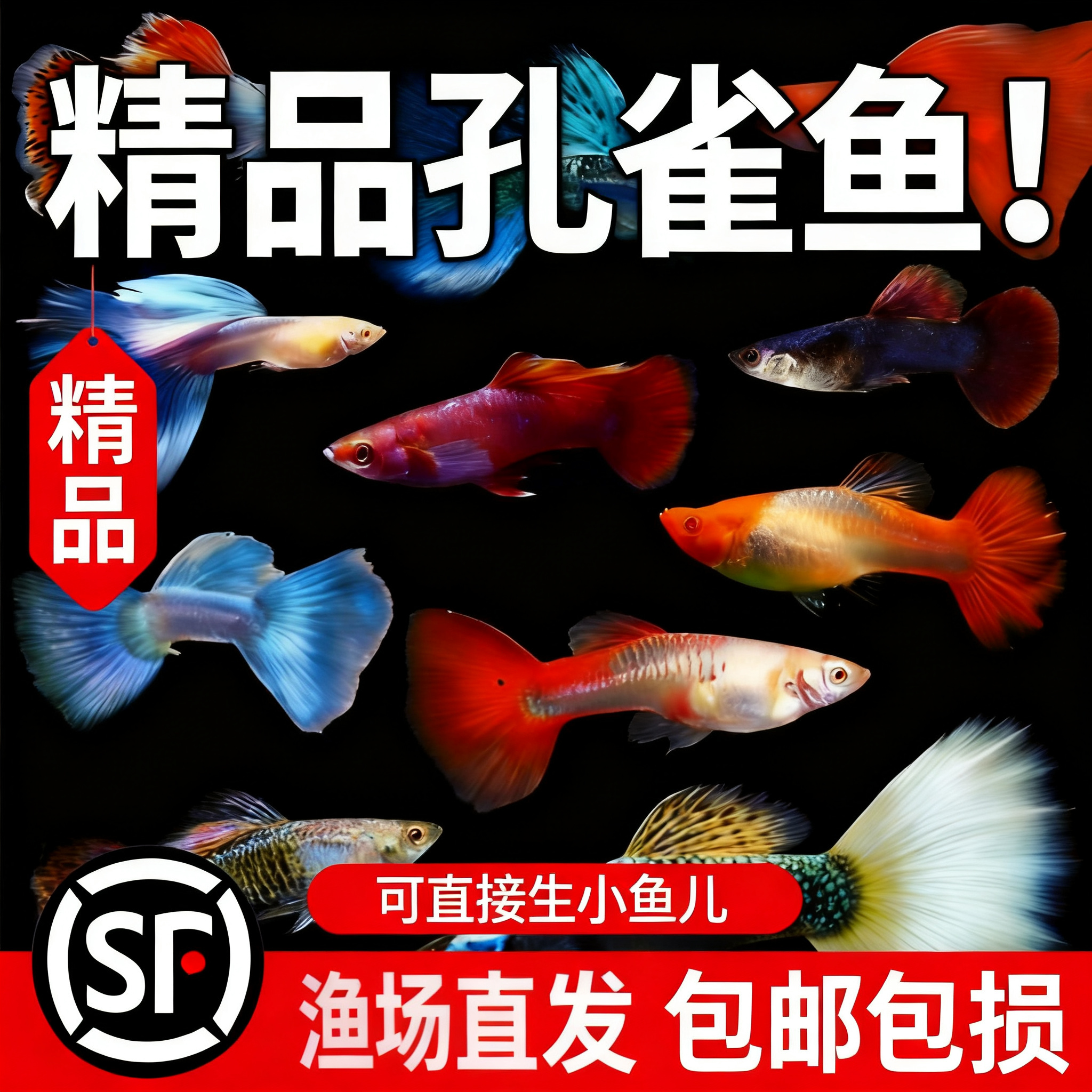 冰蓝孔雀鱼活鱼观赏鱼缸小鱼苗淡水耐活好养自来水金鱼小型热带鱼