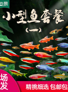 热带观赏活鱼好养宝莲灯斑马淡水金鱼苗天使孔雀小型红绿灯科小鱼