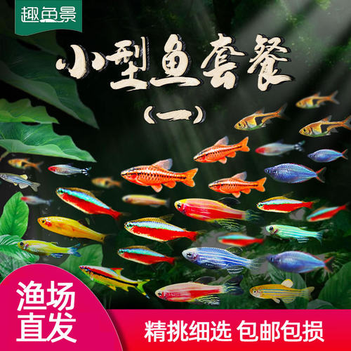 孔雀鱼观赏鱼淡水小型好养红绿灯