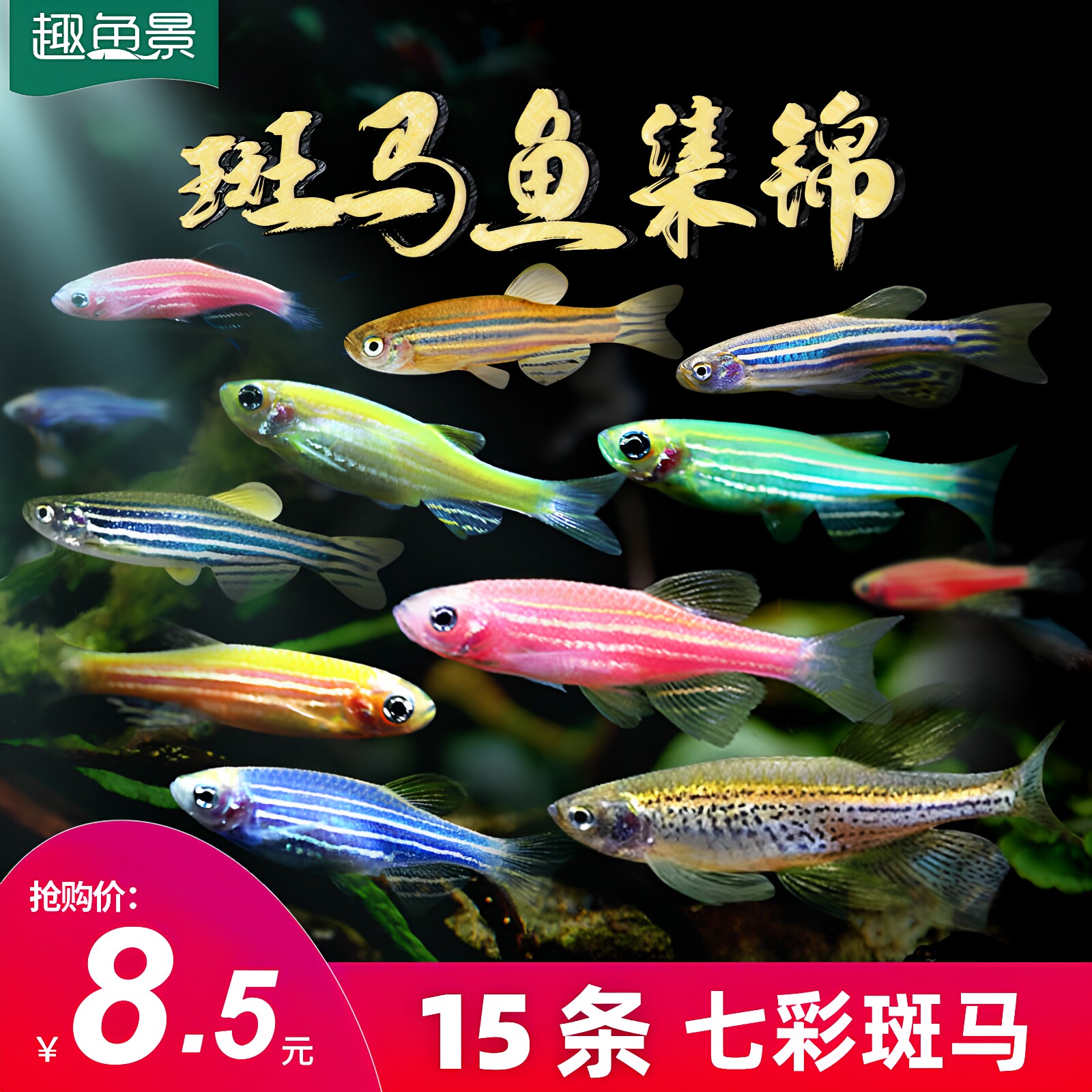 观赏鱼苗活体斑马热带小型淡水红斑马冷水易活金鱼练手好养小鱼活