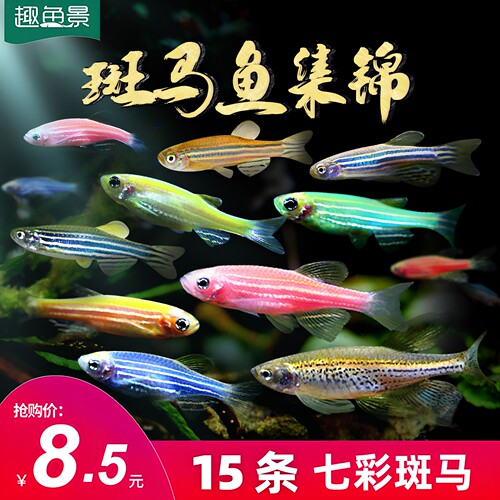 红斑马冷水易活练手好养观赏鱼