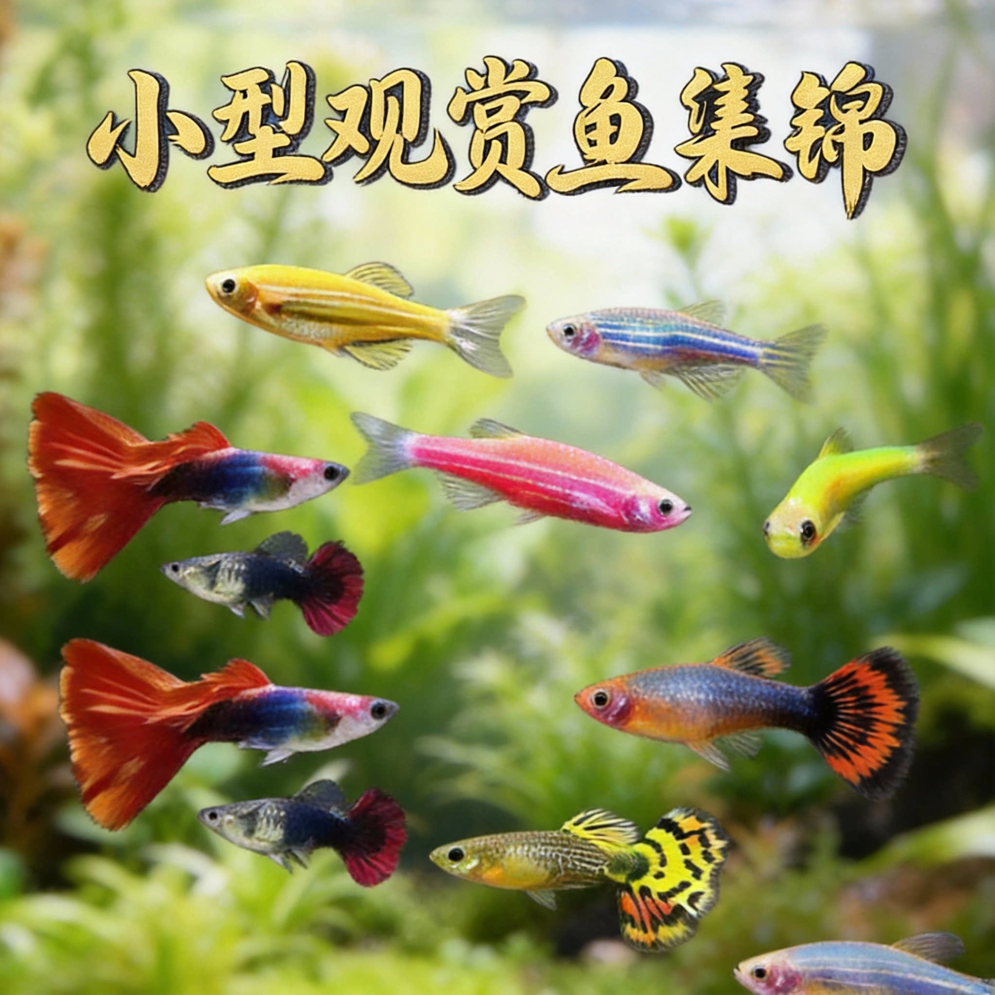 斑马鱼活体小型鱼苗观赏鱼耐活荧光冷水鱼好养淡水鱼热带鱼斑马鱼