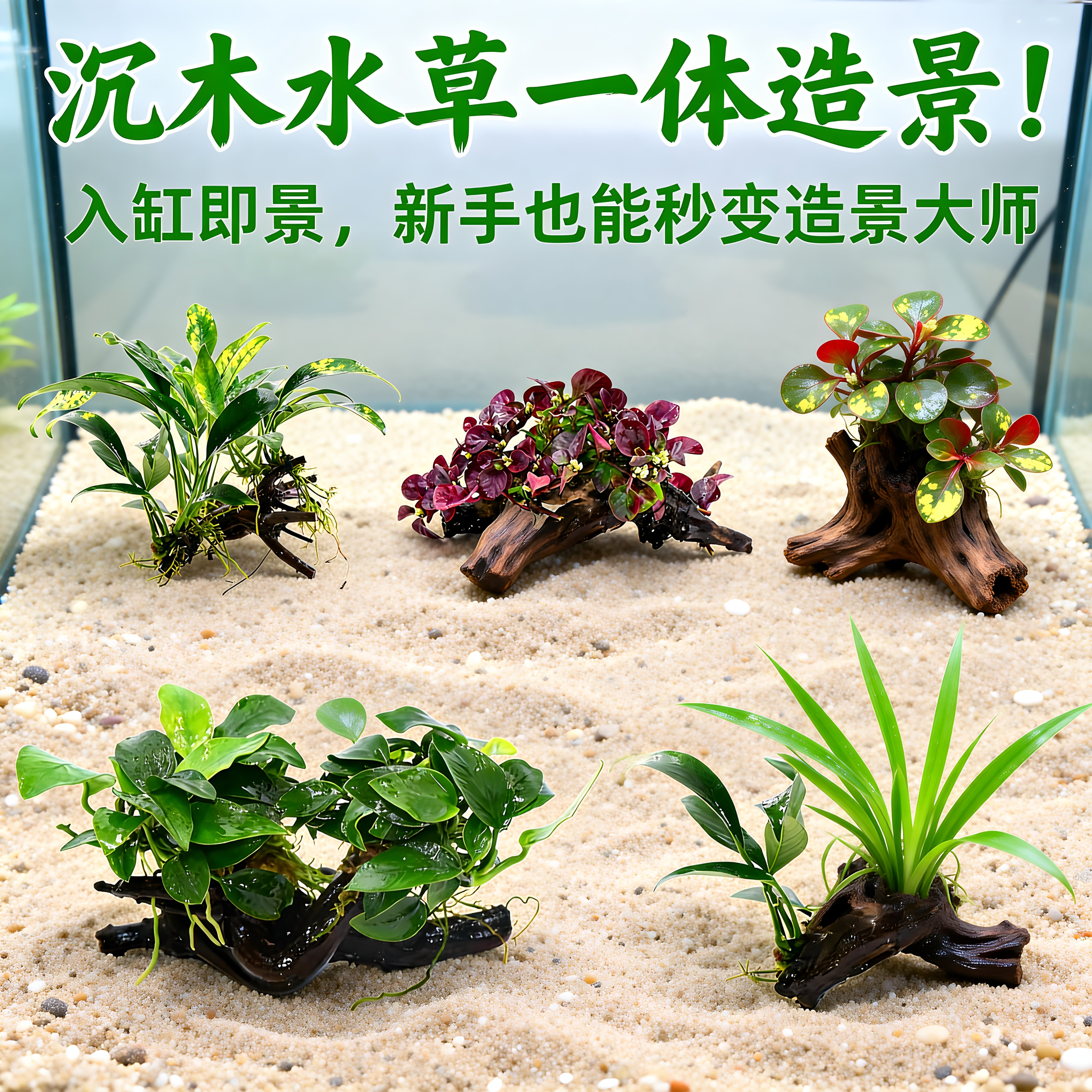 水榕沉木水草植物鱼缸造景装饰懒人莫斯阴性增氧净水椰壳屋淡水