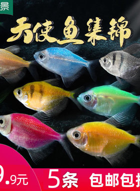 天使鱼 彩色鱼热带鱼观赏鱼淡水 小型鱼活体彩虹鱼灯科鱼好养易活