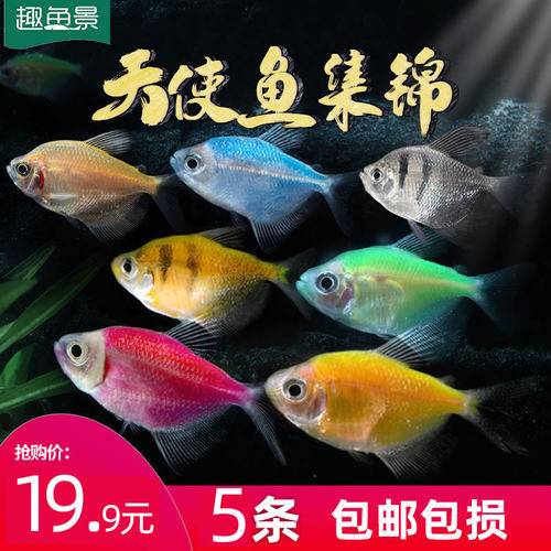 小型趣鱼景天使鱼淡水热带鱼