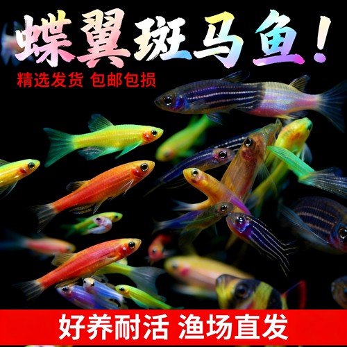 长尾蝶翼斑马鱼活体新手好养