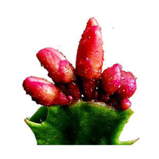 蟹爪兰盆栽苗带花苞花期超长室内绿植阳台多肉植物好看又好养热卖