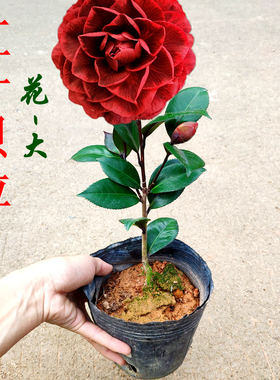 红叶贝拉茶花纯色黑贝拉大花型室内盆栽花卉阳台绿植办公室精选苗