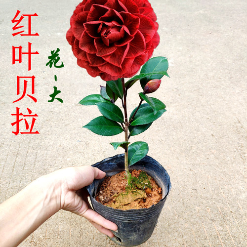 大花型红叶贝拉纯色精选原土发货