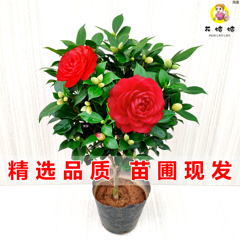 ൤軨ֲ̨辰ͥԺֲƷѡ 46.34Ԫ2(23.17Ԫ/)