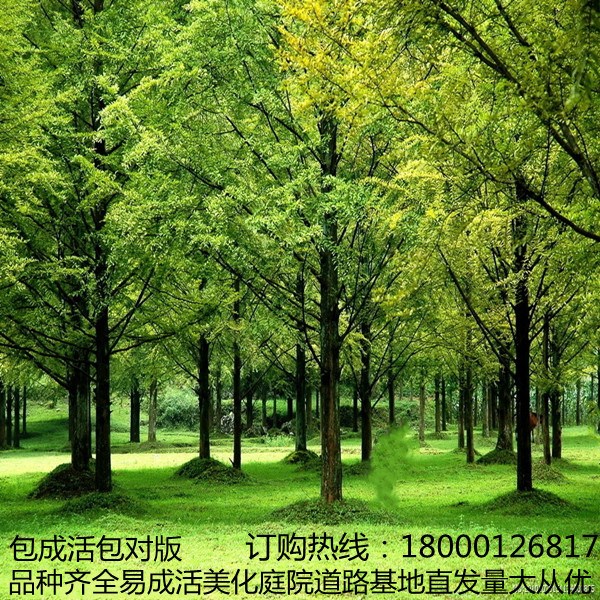 水杉树苗黄金杉树南北方庭院风景树四季常青落羽杉树道路护坡占地